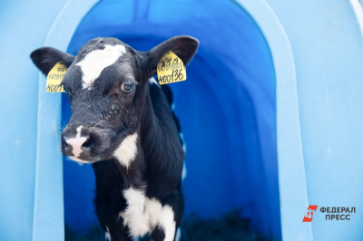 В Петербурге впервые родился теленок, зачатый в пробирке