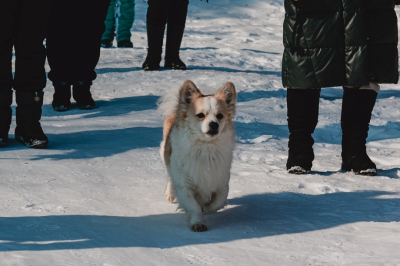 В новом ЖК в Замелекесье установят контейнеры с пакетами для собачников