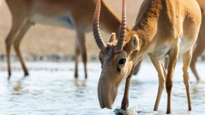 В 2026 году численность сайгаков может превысить 5 млн особей