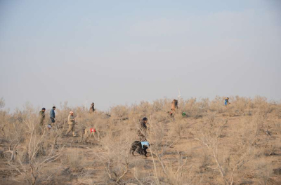 Охотничьи испытания казахского тазы провели в Алматинской области