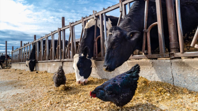 Казахстан полностью обеспечивает себя мясом, молочкой и яйцами