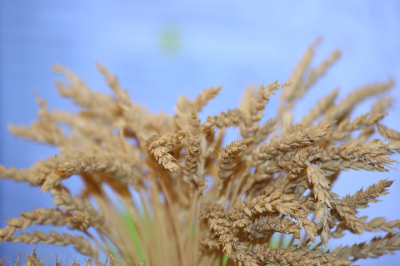 Казахстан увеличил поставки зерна за рубеж