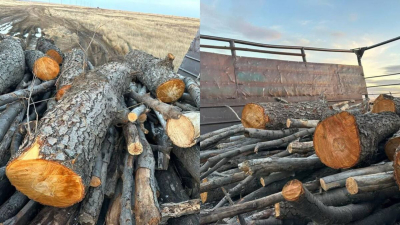 Краснокнижные деревья вырубили двое сельчан в Актюбинской области