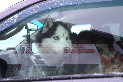 Власти Татарстана напомнили о необходимости регистрации домашних собак