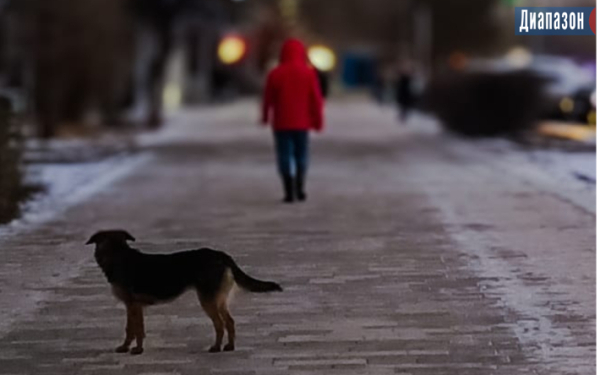 Лишь бы убить все живое. Актюбинцы высказались об эвтаназии бездомных животных