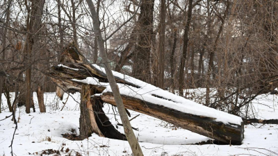 Более 1,6 тыс. аварийных деревьев срубили в роще Баума в Алматы (фото)