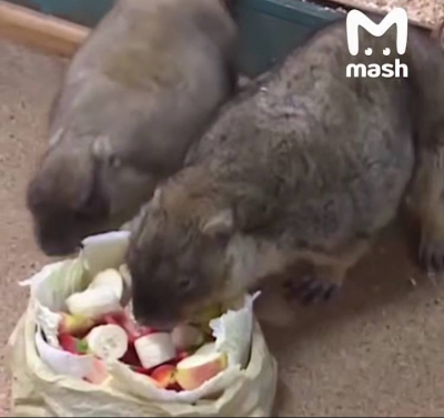 Сурки предсказали раннюю весну в России