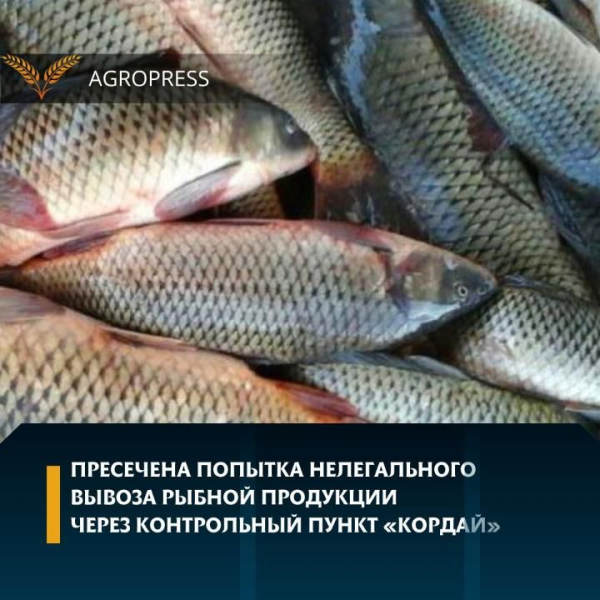 Пресечена попытка нелегального вывоза 8 тонн рыбной продукции в Кыргызстан