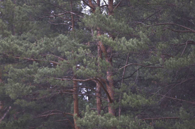 Упростить благоустройство городских лесов предложили в Госдуме