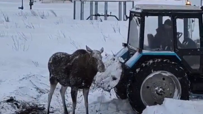 В&nbsp;Татарстане спасли двух обессилевших лосей, увязших в&nbsp;сугробах