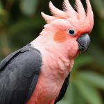 Cacatua leadbeateri: как в Долгопрудном вывели редчайшего какаду
