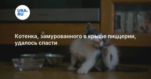 Котенка, замурованного в крыше пиццерии, удалось спасти