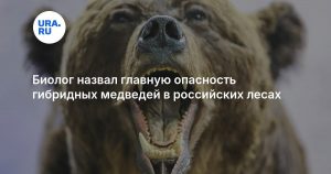Биолог назвал главную опасность гибридных медведей в российских лесах